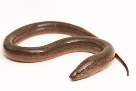 Eel Extract