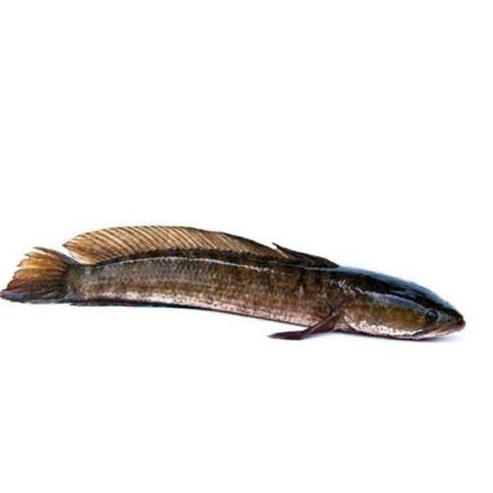 Snakehead Fish